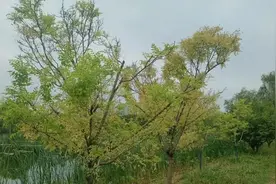 有一种奇痒叫湿疹，抓心挠肝，周而复始，一个中成药可...图片