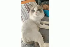 给猫剃毛真的太香了，可以随便摸，随便撸，随便抱图片