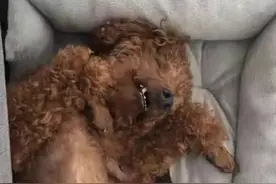 狗狗皮肤病自救已上岸，手把手传授经验图片