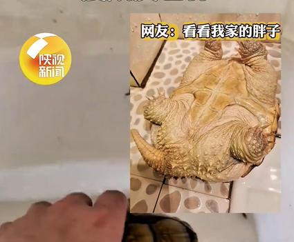 鳄龟被主人遗忘箱底1年瘦成皮包骨