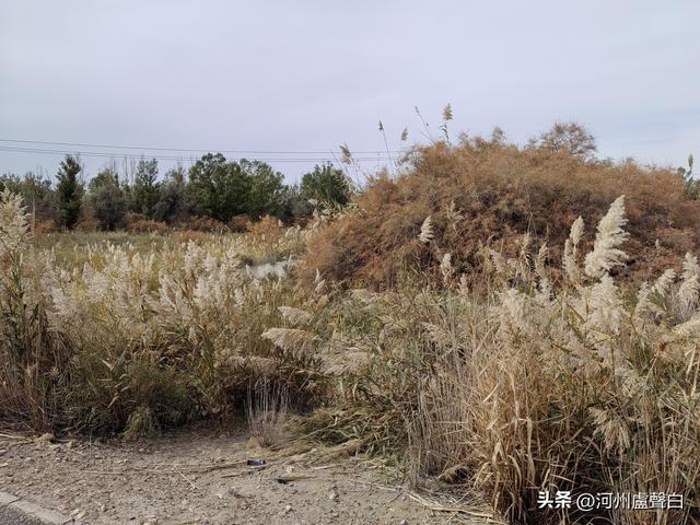 金塔胡杨林