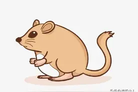 鼠，为什么人们称之为老鼠？ 据说在古时候，人们普遍...图片