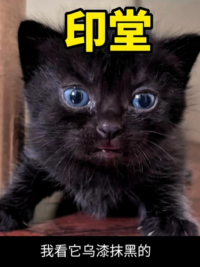 网友给猫起名能有多离谱