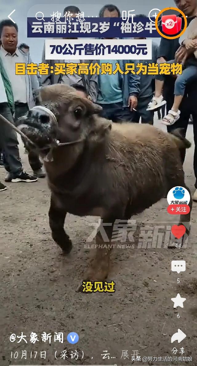 你会花高价买“袖珍牛”吗