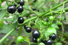 10大用于抗肿瘤的中成药！ 一图片