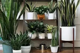 喜欢养花，先戒掉7个坏习惯，否则啥花也养不好，你占了几个？图片