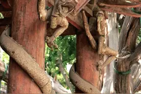 我严重怀疑，山西的先祖们是不是真的见过龙！图片