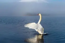 成年人必须有的心计： 1.找老婆，要找嘴大的，切莫...图片