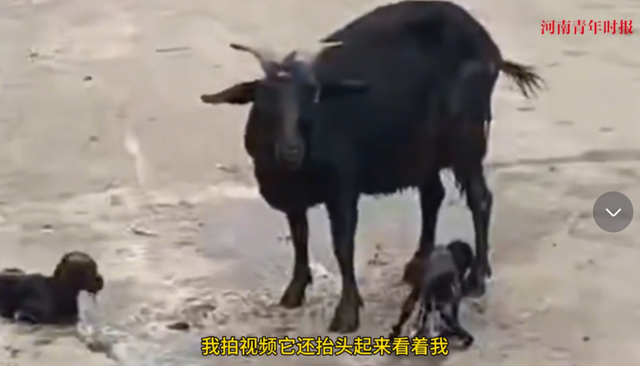 生计与情感冲突时你如何选