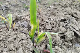 健康##癌症#肺癌晚期，生命已经开始进入倒计时图片