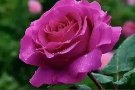 三十种超强香月季品种图鉴图片