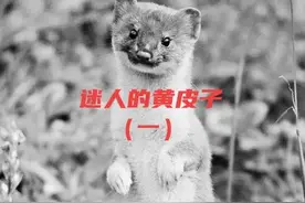 民间故事：黄鼠狼与妙龄女子同床共枕，道士：你虽是为了报恩图片