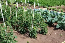 西红柿和什么一般不要种一起##西红柿和什么不能一起种图片