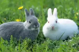 各国绰号怎么来的？中国明明是龙的传人，却被叫作“兔...图片