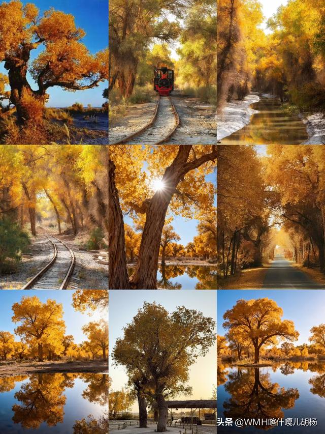 三千载守望，一季秋成诗。风骨铸金黄，大漠最传奇。