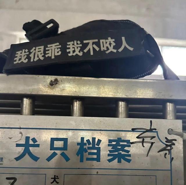 领养小狗这件大事