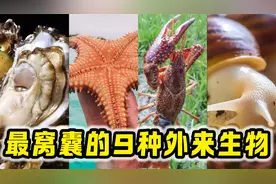 入侵我国的9种外来生物，不但没有泛滥成灾，反而被吃到差点灭绝视频封面