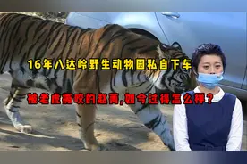 16年八达岭野生动物园私自下车，被老虎撕咬的赵菁，如今过得怎样视频封面