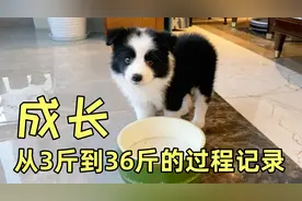 小奶狗跑着跑着就长大了，从3斤的边牧到36斤，记录它的成长故事