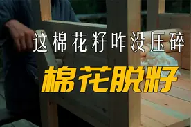 给棉花脱籽还能这么玩？！这棉花籽咋就没给碾碎了!？