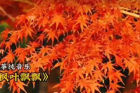 古筝纯音乐欣赏《枫叶飘飘》