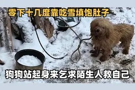 零下15度，被锁住的泰迪冻得瑟瑟发抖，站起身乞求陌生人救救自己视频封面