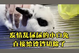 小白兔发情了在家乱尿，主人实在受不了决定做绝育，直接摘除铃铛