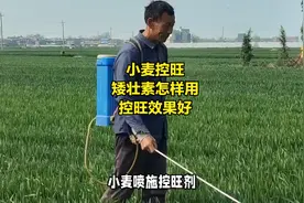 小麦控旺，矮壮素怎样用，控旺效果好视频封面