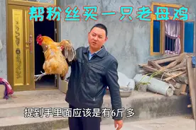 帮粉丝买一只老母鸡，7斤重打整干净都有这么多，你们觉得划算吗视频封面