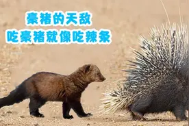 豪猪的天敌是它，吃豪猪就像吃辣条，看它如何高智商捕杀豪猪视频封面