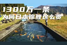 最贵的锦鲤1300万一条？小日子怎么敢把鱼卖的这么贵？视频封面
