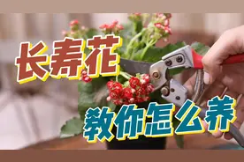 长寿花怎么养？园艺师教你，长寿花的详细养护技巧视频封面