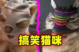 爆笑解说：主人用袜子给猫咪做头套！