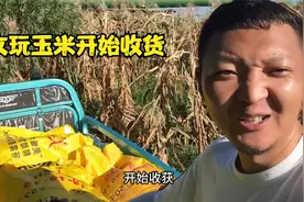 百亩文玩玉米种植基地的第一批玉米正式收货，能否种植成功？
