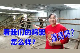 霞姐今天给鸡舍搭架围网，大家看看合理吗？