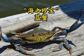 每公斤高达数百元甚至上千元。为什么蓝蟹如此昂贵！视频封面