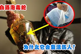 用白酒泡毒蛇，为什么会“复活”伤人？毒蛇是怎么活下来的？