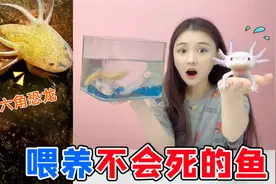 挑战养“不死之身”六角恐龙！60元买来三只，为啥第二天就挂了