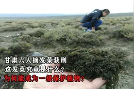 甘肃六人摘发菜获刑，这发菜究竟是什么？为何能成一级保护植物？