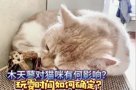 木天蓼对猫咪有什么影响？玩耍时间如何确定？