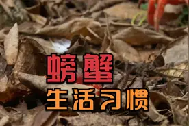 螃蟹的生活习性，你真的了解螃蟹么？神奇动物螃蟹视频封面