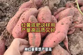 红薯底肥这样施，产量高品质好，又能多卖钱视频封面