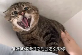 猫咪被你揍过之后，会怎么对你