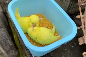 朋友圈点赞风险大，我这是血淋淋的教训视频封面