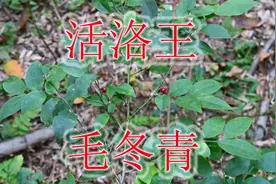 遇见“毛冬青”可别错过！植物号称“活络王”，还可制作成茶叶