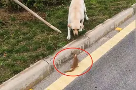 狗子遇上黄鼠狼，直接将其叼起来一阵狂甩，黄鼠狼：招你惹你了！视频封面