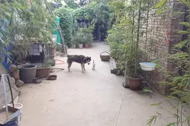 二哈就是二哈，那睿智的眼神，就算是异瞳也遮不住