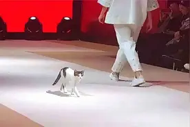 猫咪误闯时装展，实在看不下去了，竟然亲自示范走了一遍正宗猫步
