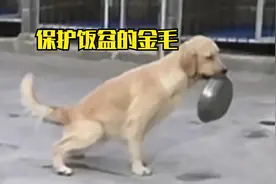 金毛誓死都要保护自己的饭盆，原因竟是有其他狗狗在它碗里撒尿视频封面