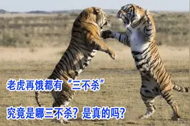 老虎再饿都有“三不杀”，究竟是哪三不杀？是真的吗？视频封面